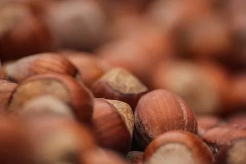 Hazelnuts Foto stock