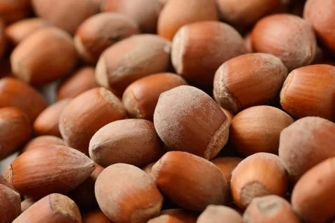 Hazelnuts Stock Photos