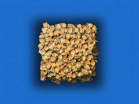 Hazelnuts Stock Photos