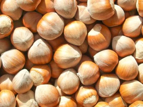 Hazelnuts picture Stock Photos