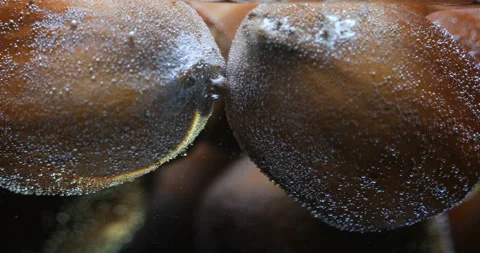Hazelnuts. Ripe hazelnuts hazelnuts in water . Stock Footage 121721045