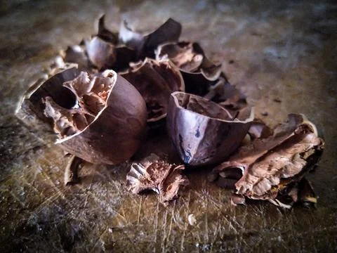 Hazelnuts scattered on a rustic wooden table Stock Photos