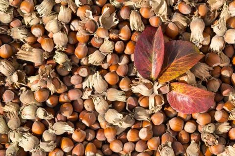 Hazelnuts with shell and red leafs. Backgrond made of hazelnuts. Stock Photos