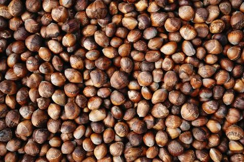 Hazelnuts in shell. Background of nuts, food texture. Сoncept of autumn harvest Foto stock