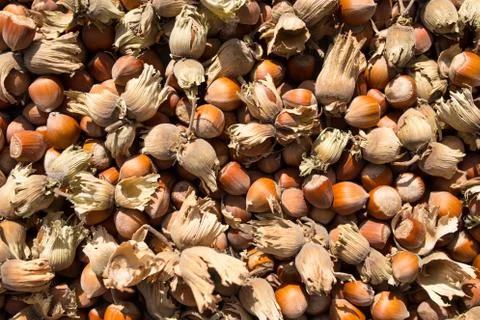 Hazelnuts with a shell Hazelnuts background. Stock-Fotos