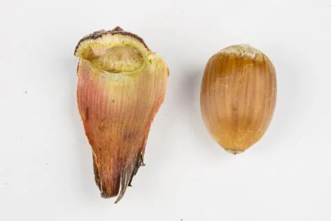 Hazelnuts in shell on a kitchen table. Hazel fruit as an addition to kitchen  Stock Photos