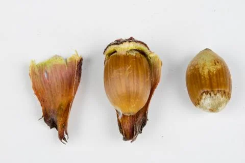 Hazelnuts in shell on a kitchen table. Hazel fruit as an addition to kitchen  Stock Photos
