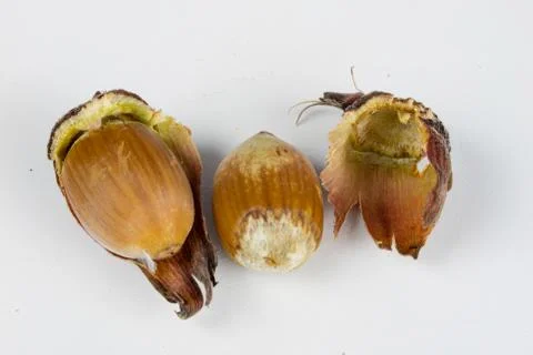 Hazelnuts in shell on a kitchen table. Hazel fruit as an addition to kitchen  Stock Photos