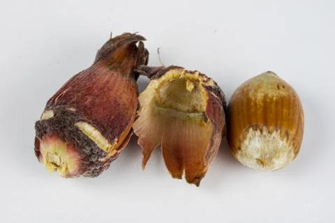 Hazelnuts in shell on a kitchen table. Hazel fruit as an addition to kitchen  Stock Photos