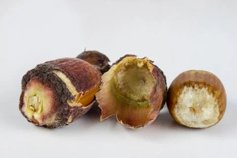 Hazelnuts in shell on a kitchen table. Hazel fruit as an addition to kitchen  Stock Photos