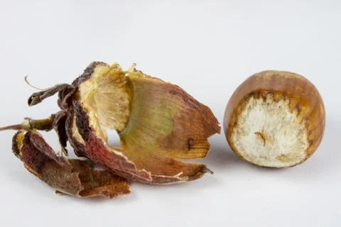 Hazelnuts in shell on a kitchen table. Hazel fruit as an addition to kitchen  Stock Photos