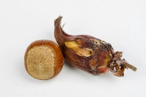 Hazelnuts in shell on a kitchen table. Hazel fruit as an addition to kitchen  Stock Photos