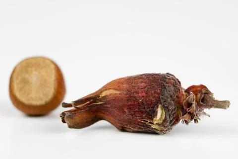 Hazelnuts in shell on a kitchen table. Hazel fruit as an addition to kitchen  Stock Photos