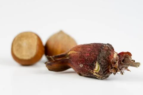 Hazelnuts in shell on a kitchen table. Hazel fruit as an addition to kitchen  Stock Photos