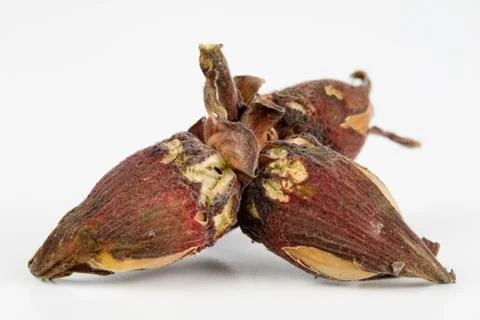 Hazelnuts in shell on a kitchen table. Hazel fruit as an addition to kitchen  Stock Photos