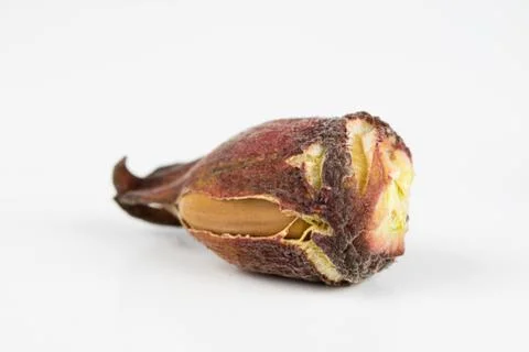 Hazelnuts in shell on a kitchen table. Hazel fruit as an addition to kitchen  Stock Photos