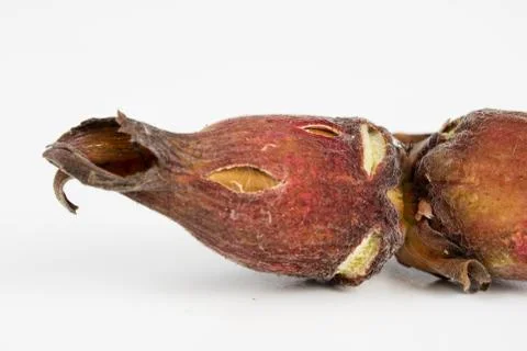 Hazelnuts in shell on a kitchen table. Hazel fruit as an addition to kitchen  Stock Photos