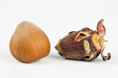 Hazelnuts in shell on a kitchen table. Hazel fruit as an addition to kitchen  Stock Photos