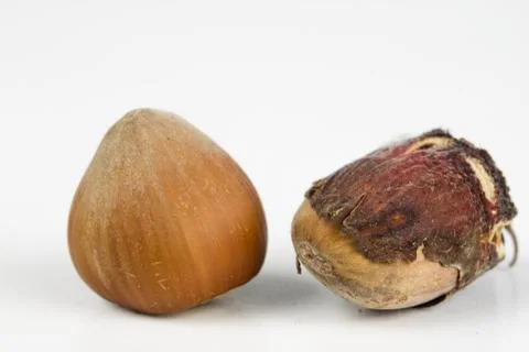 Hazelnuts in shell on a kitchen table. Hazel fruit as an addition to kitchen  Stock Photos