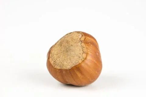 Hazelnuts in shell on a kitchen table. Hazel fruit as an addition to kitchen  Stock Photos