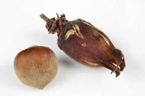Hazelnuts in shell on a kitchen table. Hazel fruit as an addition to kitchen  Stock Photos