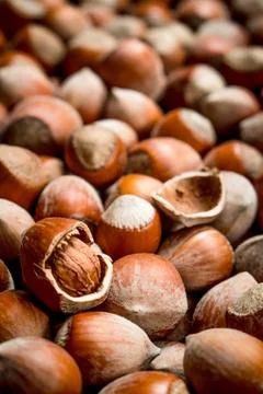 Hazelnuts in the shell. Stock Photos