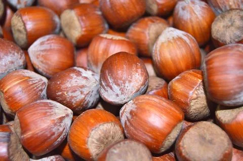 Hazelnuts in shell on the table Stock Photos