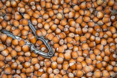 Hazelnuts. Stack of hazelnuts Stock Photos