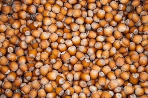 Hazelnuts. Stack of hazelnuts Foto stock