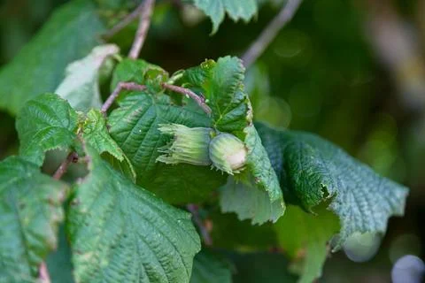 Hazelnuts still hanging from the tree Stock Photos