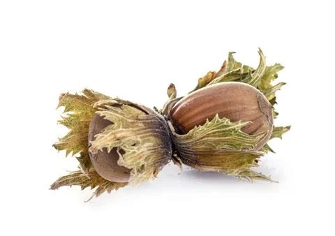 Hazelnuts in studio Stock Photos