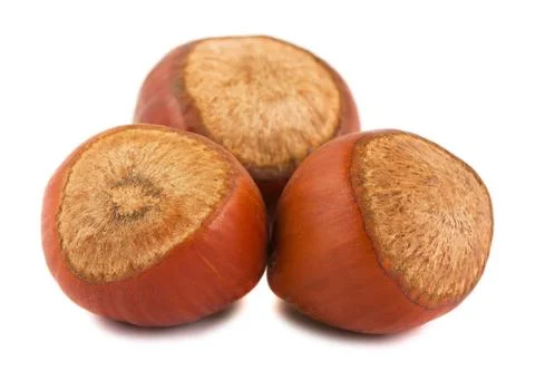 Hazelnuts Three ripe brown hazelnuts isolated on white background Copyrigh... Stock Photos