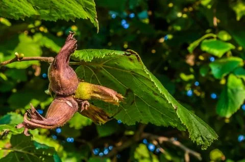 Hazelnuts of tree 스톡 사진