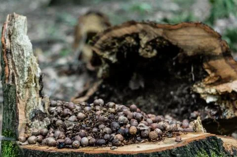 The hazelnuts in the tree Stock Photos