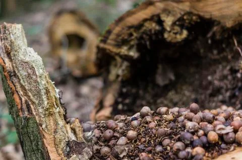 The hazelnuts in the tree Stock Photos