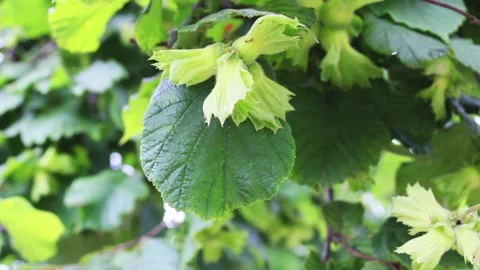 Hazelnuts on the tree in summer Stock Footage 135659168