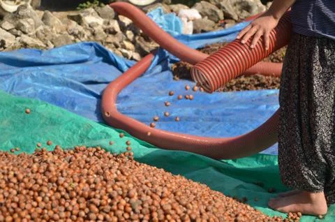 Hazelnuts in trees are collected by machine Foto stock