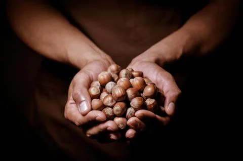 Hazelnuts in two hands 스톡 사진