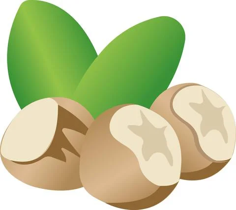 Hazelnuts. Vector illustration isolated on white background. Stock Illustration