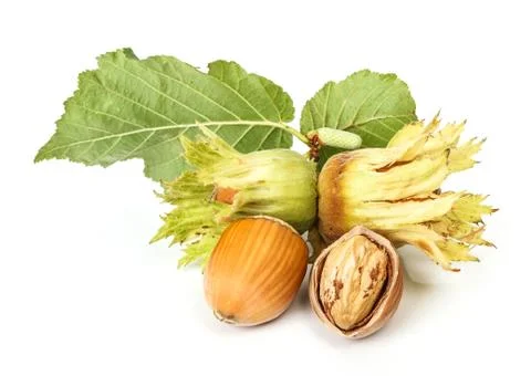 Hazelnuts on white background Stock Photos