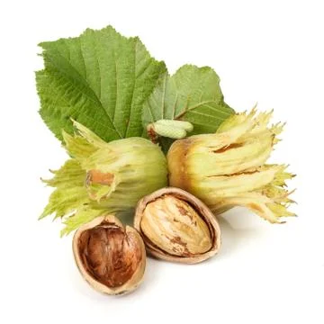 Hazelnuts on white background Stock Photos