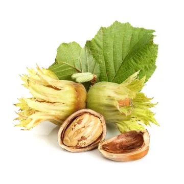 Hazelnuts on white background Stock Photos