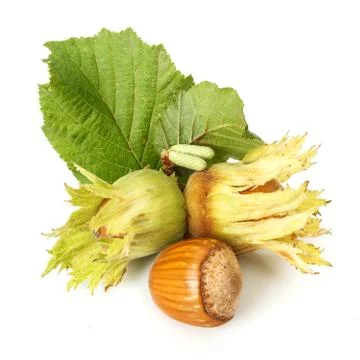 Hazelnuts on white background Stock Photos