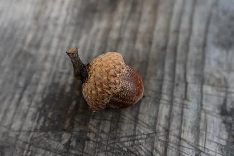 Hazelnuts on a wooden table Stock Photos