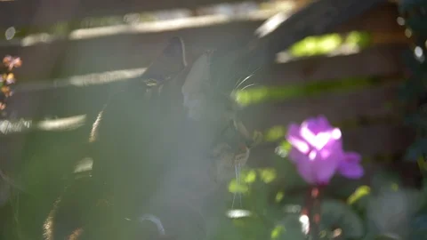 Hazy Cat 250319 Stock Footage 105292358