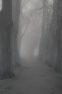 Hazy forest Stock Photos