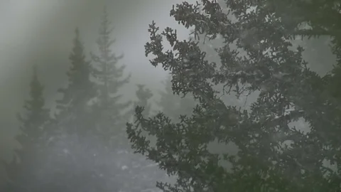 Hazy forest snowstorm Stock Footage 74089534