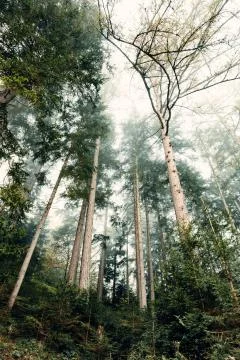 Hazy large forest in the morning Stock Photos
