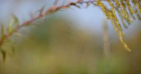 Hazy meadow in extremely shallow depth of field. Follow focus 8k Stock Footage 218360982