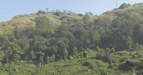 A hazy morning in the tea fields of Munnar Stock Footage 120054543